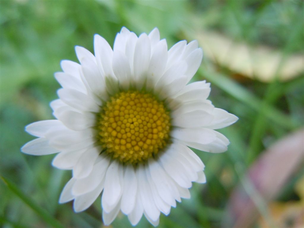 Fiori da Capodimonte - Bellis perennis o B. sylvestris